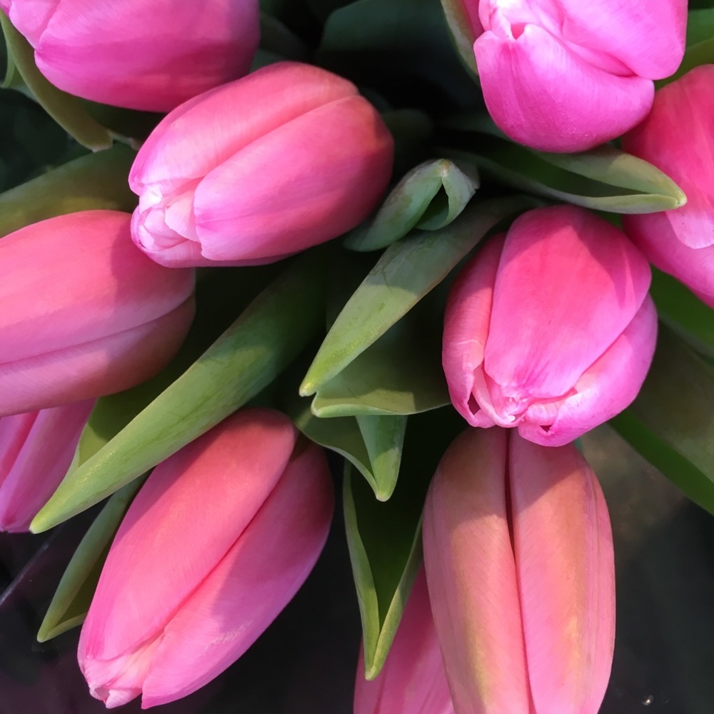 Meet your Posher, Alex